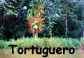 Tortuguero