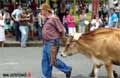 Atenas - Celebration day 2006 independence Costa Rica from Spain photo 4 - Farmer with cow