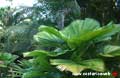 Cahuita Costa Rica - Flora