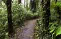 Cloud Forest Biological Reserve Santa Elena Monteverde Photo 5