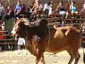 Fotos Santa Cruz Costa Rica - Fiesta Enero corridas de toros