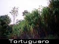 Beelden van Tortuguero Costa Rica