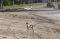 Playa Brasilito Costa Rica - Strand Hund