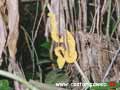 Cahuita Costa Rica - Greifschwanz Lanzenotter