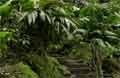 La Fortuna Costa Rica - Wasserfall Bild 12