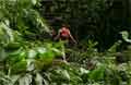 La Fortuna Costa Rica - Wasserfall Bild 14