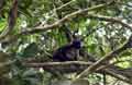 Photo Manuel Antonio Costa Rica - National park picture 10