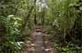 Foto Manuel Antonio Costa Rica - Nationalpark Beeld 16