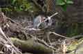 Foto Manuel Antonio Costa Rica - Nationalpark Beeld 4