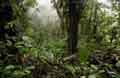 Cloud Forest Biological Reserve Santa Elena Monteverde Photo 10