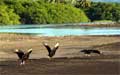 Ostional Costa Rica - Vultures looking for turtle eggs