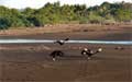 Ostional Costa Rica - Vultures looking for turtle eggs