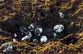 Ostional Costa Rica - Schildkroeteneier zerstrtes Gelege