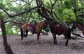 Playa Conchal Costa Rica - Paarden