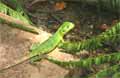 Playa Grande - Junger grner Leguan