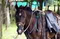 Playa Potrero Costa Rica - Cheval