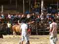 Fotos Santa Cruz Costa Rica - Fiesta Enero corridas de toros