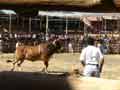 Bilder Santa Cruz Guanacaste Costa Rica - Fiesta Januar Bullenreiten