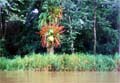 Tortuguero Costa Rica Beeld 13