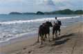 Braselito Costa Rica - Caballos